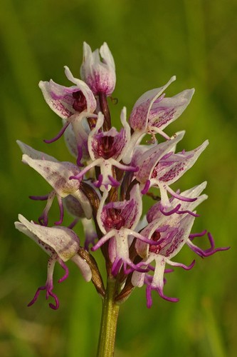Photo 6x4 monkey orchid - 6x4,