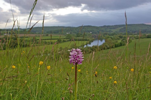Photo 6x4 monkey orchid - photo,