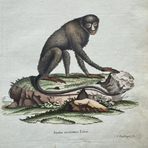 Antica scimmia nissbiegel 1755 - antica,