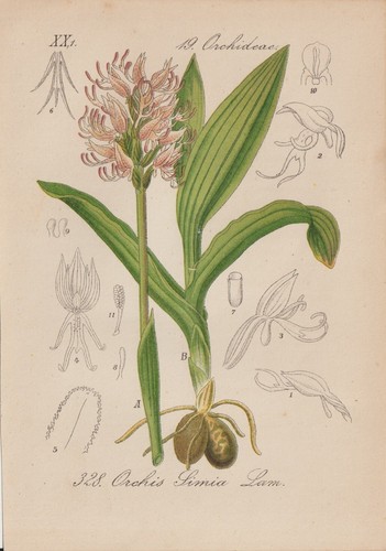 Affen knabenkraut orchis - affen-knabenkraut, (orchis
