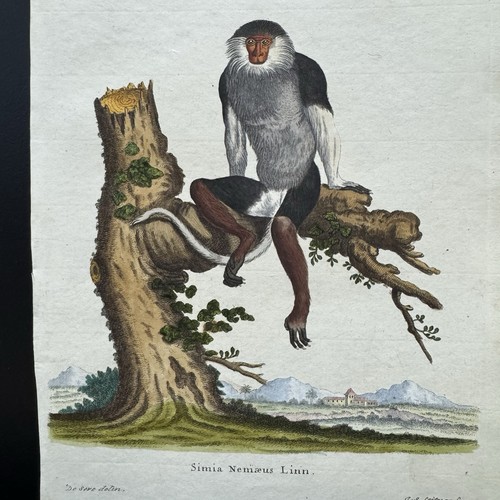 Antica scimmia schreber 1778 - antica,
