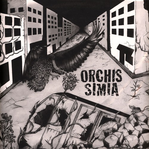 Orchis simia - orchis,