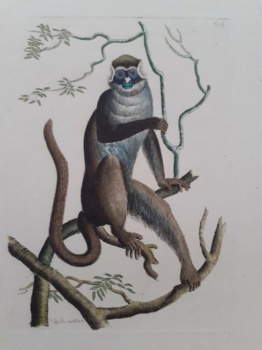 Guenon cercopithecus ascanio - cercopithecus,