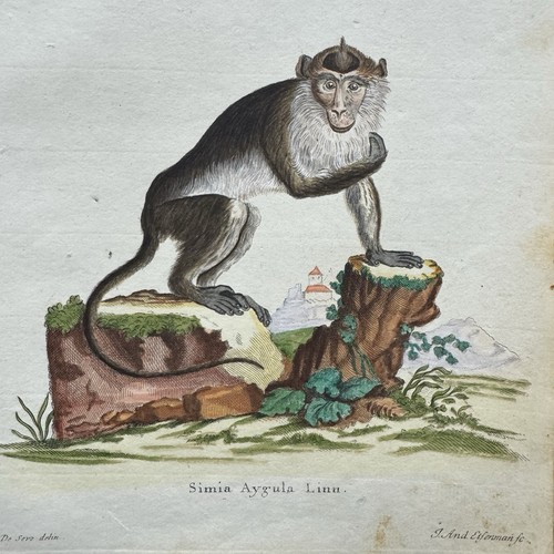 Antica stampa mano - antica, a