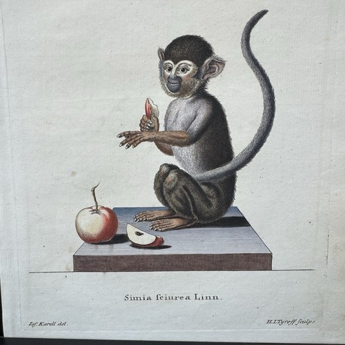 Antica stampa incisione 1755