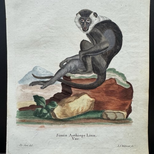 Antica scimmia schreber 1778 - antica,