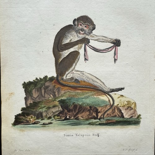 Antica scimmia schreber 1778 - scimmia,