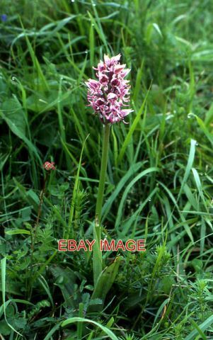Photo monkey orchid - orchid, (orchis