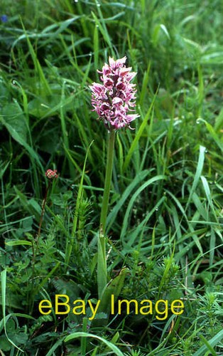 Photo 6x4 monkey orchid - monkey,