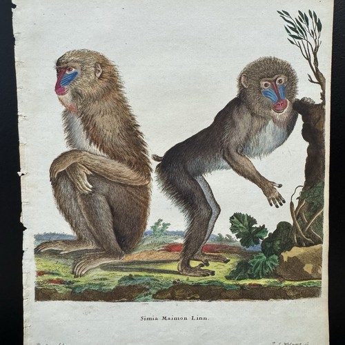 Antica scimmia schreber 1778 - antica,