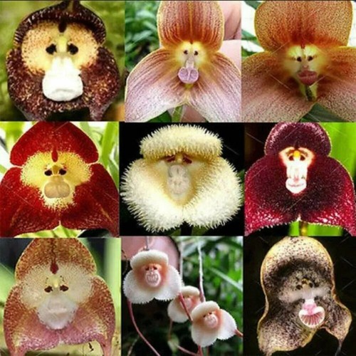 Semi orchid monkey - orchid,