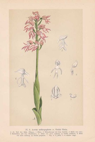 Aceras anthropophorum orchis - aceras, x