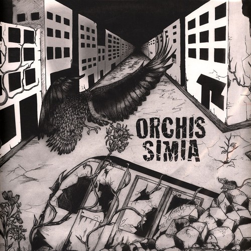 Orchis simia - orchis,