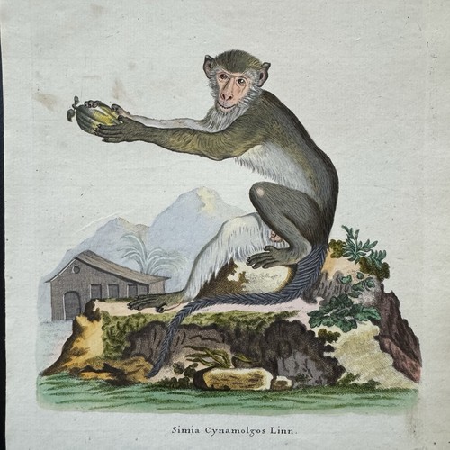 Antica scimmia seve - de, 1755