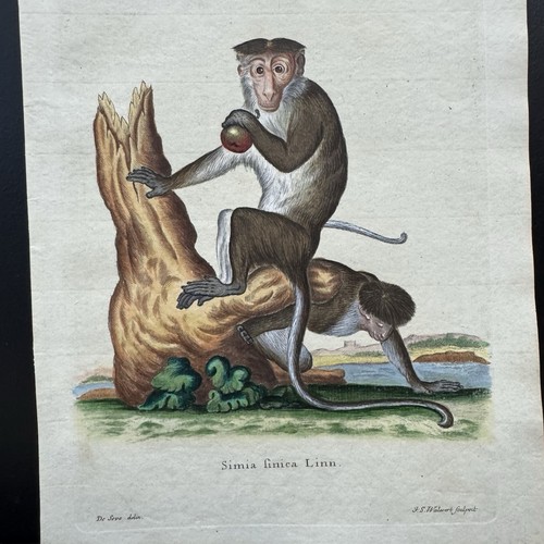 Antica scimmia schreber 1778 - schreber,