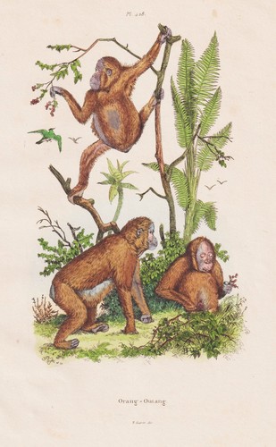 Simia satyrus oranghi scimmie