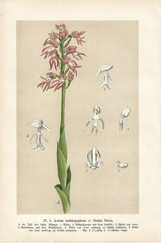 Stampa antica fiori orchidea - antica,
