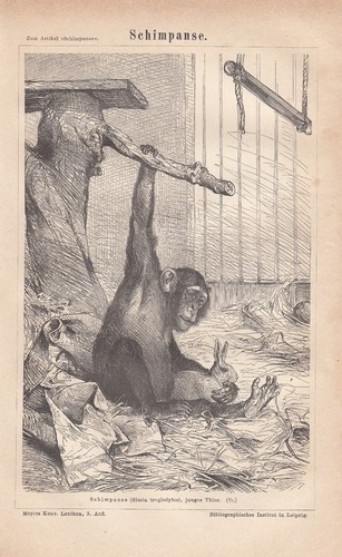 Litografia 1878 scimpanzé - litografia, 1878: