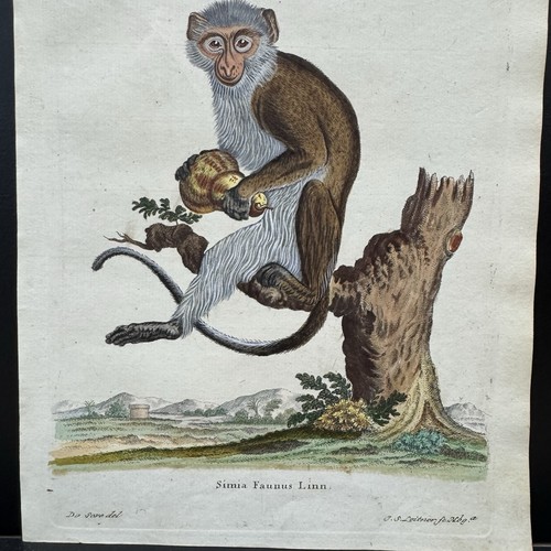 Antica scimmia schreber - scimmia,