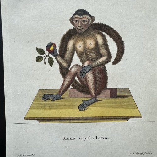 Antica scimmia schreber 1778 - antica,