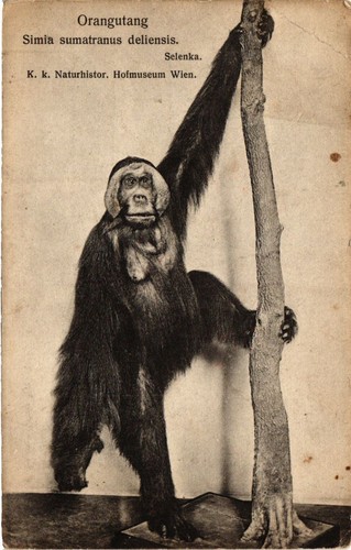 Cpa paris orangutang simia - cpa,
