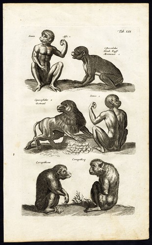 Stampa