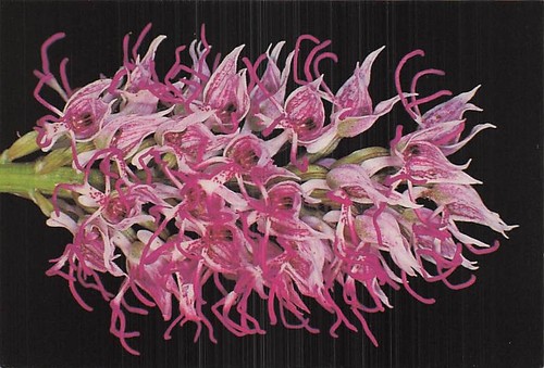 Francia orchis simia - orchis,