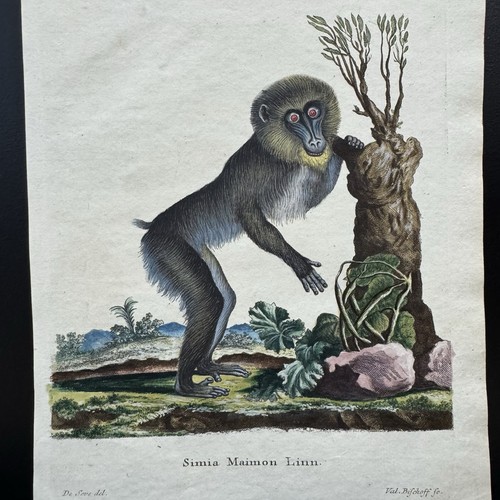 Antica scimmia schreber - antica, 1778