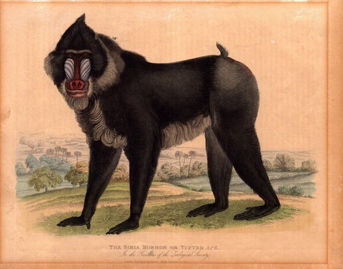 Simia mormone scimmia - simia,