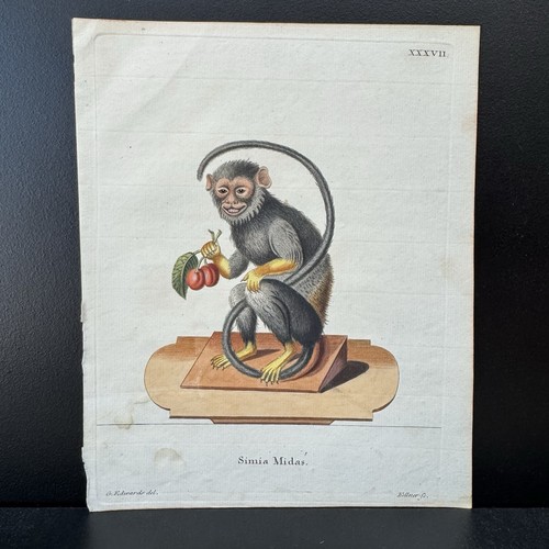 Antica scimmia schreber - scimmia, 1778
