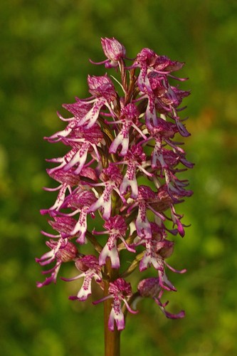 Photo 6x4 lady orchid - photo,