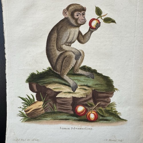 Antica scimmia schreber 1778 - antica,