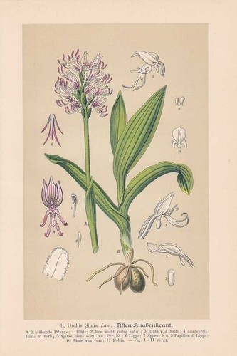 Orchis simia erba - orchis,